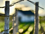 Das Hoftor für immer schließen? Stellungnahme >>> Landwirtschaftsverbände kritisieren Bundesregierung