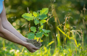 Den Spaten schwingen für den Wald Öffentliche Baumpflanzung im Ober-Olmer Wald