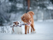 Gefahren für Hunde im Winter