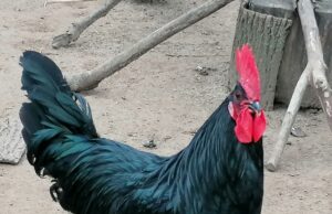 Impftermine 2024 für die Newcastle Impfung beim Geflügelzuchtverein Bischofsheim