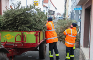 Tannenbaumsammlung 2024