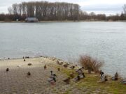 Ufer- und Auenrenaturierung geht in die nächste Phase Wasserstraßen- und Schifffahrtsamt stellt neue Pläne im Ortsbeirat vor