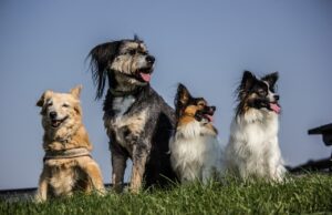 Hundewiese am Bahnweg