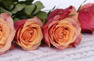 Karten für „Rosenzeit“ nun auch im Stadtbüro