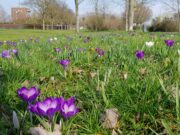 Erfolgreiche Aktion wird wiederholt Blühpaten für Blumenzwiebelmischungen gesucht!