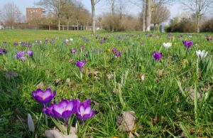 Erfolgreiche Aktion wird wiederholt Blühpaten für Blumenzwiebelmischungen gesucht!