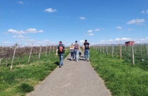Die TG Kastel lädt zur ersten TG-Wanderung des Jahres ein Sonntag, den 24. März 2024, 9.30 Uhr Treffpunkt: Bahnhof Hochheim, Strecke ca. 8 km Länge