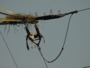 BUND Flörsheim: Erster ‚stromtoter“ Storch in diesem Jahr Erschreckend hohe Zahl verunglückter Störche