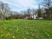 Wichtige Nahrungsquelle für Insekten Wiese vor dem Waldfriedhof erstrahlt in bunter Blütenpracht