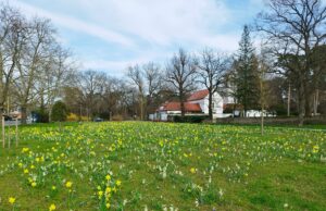 Wichtige Nahrungsquelle für Insekten Wiese vor dem Waldfriedhof erstrahlt in bunter Blütenpracht