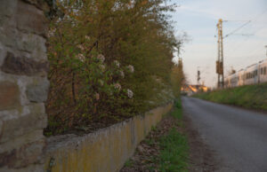 Über 100 Gräber beschädigt Gemeinderat Budenheim diskutiert Maßnahmen gegen Wildschweinplage