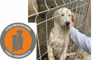Spendenaktion für notleidende Straßenhunde Cristina Bokor von den Stadtwerken liegen rumänische Streuner am Herzen