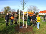 Eine Aufwertung für das Entree von Gonsenheim Zwei neue Bäume am Gonsenheimer Brunnen gepflanzt