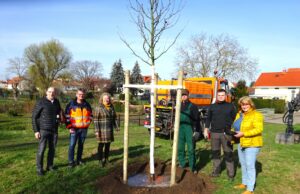 Eine Aufwertung für das Entree von Gonsenheim Zwei neue Bäume am Gonsenheimer Brunnen gepflanzt