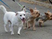 Leinenpflicht im Kreis Groß-Gerau weiter gelockert