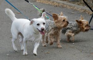 Leinenpflicht im Kreis Groß-Gerau weiter gelockert