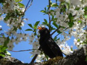 Frühlingsmelodien – Vogelstimmenwanderung in Bauschheim