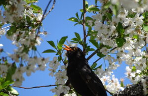 Frühlingsmelodien – Vogelstimmenwanderung in Bauschheim