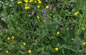 Frische Kräuter auf alten Mauern. Kräuterführung über den Festungswall