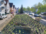 Ökologische Aufwertung Stadt gestaltet Grünfläche am Wilhelm-Sturmfels-Platz um