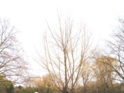 50 Jahre Spielplatz Wasserwerkswiesen Jugend >>>SPD Finthen lädt zum Kinderfest ein