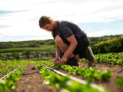 Abholstelle „Grüne Bohne“ bald auch in Laubenheim Nachhaltigkeit >>>Solidarische Landwirtschaft (SoLaWi) – nachhaltig, gesund und regional