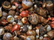 Blumenzwiebelspenden willkommen!