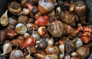 Blumenzwiebelspenden willkommen!