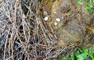 Sturm zerstört Storchennest auf Pappel