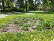 Zertifizierung „StadtGrün naturnah“ Stadt Rüsselsheim am Main setzt erste Maßnahme im Verna Park um