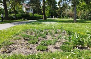 Zertifizierung „StadtGrün naturnah“ Stadt Rüsselsheim am Main setzt erste Maßnahme im Verna Park um