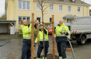 Ersatzpflanzung in Budenheim Amberbäume für die Rheinstraße