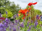 Urban GardenING am Rheinufer Countdown für die Gartenverkaufsausstellung läuft