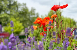 Urban GardenING am Rheinufer Countdown für die Gartenverkaufsausstellung läuft
