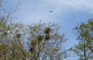 Kein Saatkrähen-Konzept für den Lerchenberg Dauerlärm >>>Ortsbeirat zeigt sich fassungslos über Antwort von Dezernentin Steinkrüger