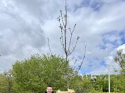 Glück gehabt und Gutes getan SPENDE >> Ulrich Witzmann gewinnt Baum und pflanzt ihn für die Allgemeinheit
