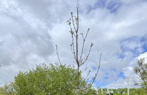 Glück gehabt und Gutes getan SPENDE >> Ulrich Witzmann gewinnt Baum und pflanzt ihn für die Allgemeinheit