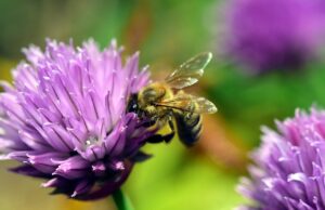 BUND-Tipp: Lieblingskräuter von Mensch und Biene