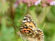 Natur hautnah erleben Exkursion zu Insekten in Bodenheim