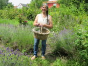 Lavendel – hübsch anzuschauen und vielseitig verwendbar Lavendeltag im Garten von Odile Landragin