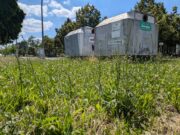 Afrikanische Schweinepest: Grünpflege- und Mäharbeiten stark eingeschränkt