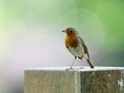 Label StadtGrün naturnah Vielfältige Tier- und Pflanzenwelt auf dem Waldfriedhof kartiert