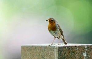 Label StadtGrün naturnah Vielfältige Tier- und Pflanzenwelt auf dem Waldfriedhof kartiert