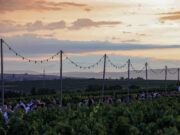 Countdown für das Hochheimer Weinfest läuft Vom 12. bis 15. Juli wird die Altstadt zur Bühne für Wein und Musik