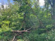 Klimastabiler Wald als Herzensangelegenheit