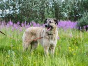 Afrikanische Schweinepest: Leinenpflicht für Hunde im gesamten Stadtgebiet
