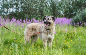 Afrikanische Schweinepest: Leinenpflicht für Hunde im gesamten Stadtgebiet