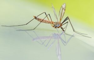 Update: Neue Regelung zur Ausgabe von BTI-Tabletten zur Schnakenbekämpfung