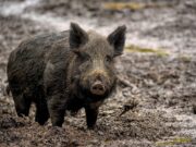 Krisenstab zu afrikanischer Schweinepest eingerichtet Landkreis: Jagdverbot im Schutzradius von 15 Kilometern