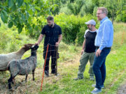 Tierische Helfer für Bodenheim Schafe beweiden die Streuobstwiese an der Kapelle Maria Oberndorf